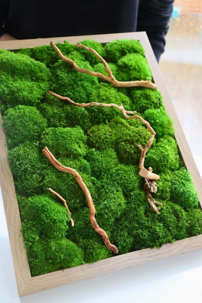 Preserved Moss: Best Types and Creative Applications
