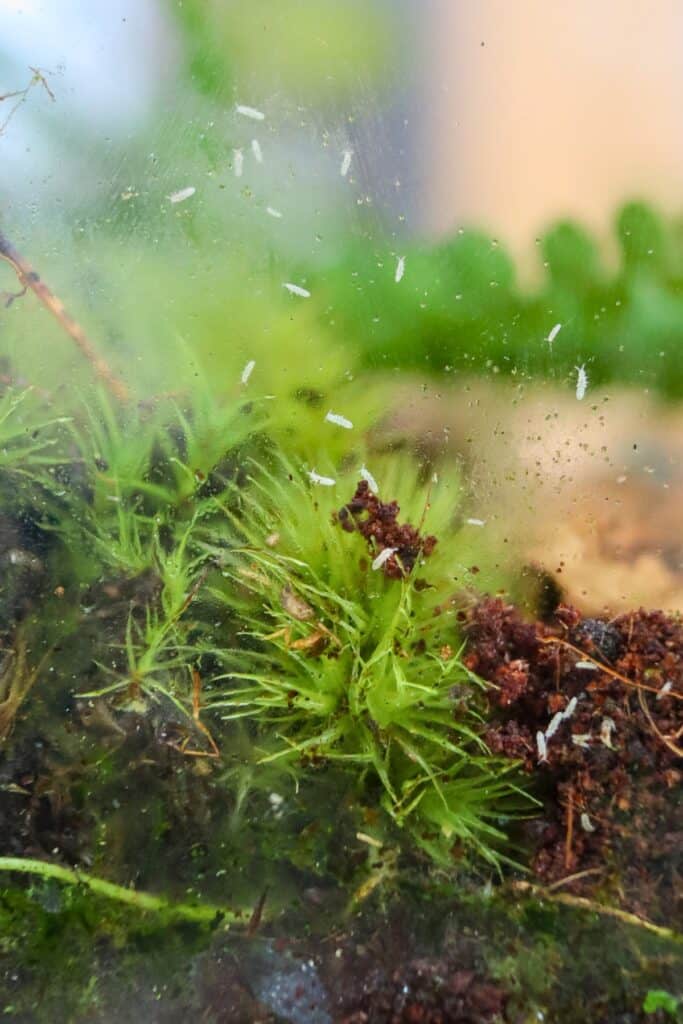 No More Gnats! How to Get Rid of Fungus Gnats in Terrariums
