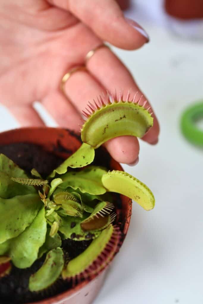 No More Gnats! How to Get Rid of Fungus Gnats in Terrariums