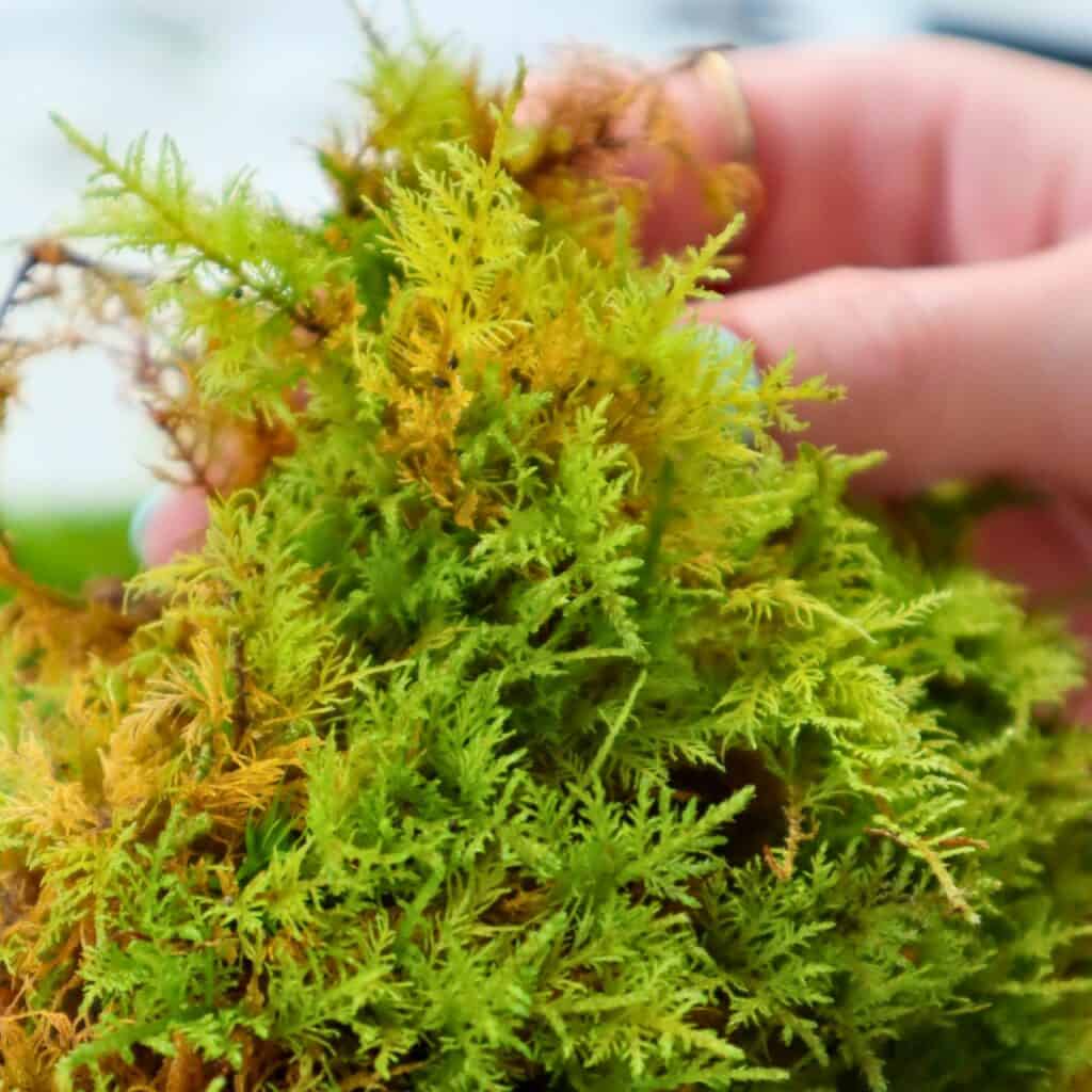 fern moss
