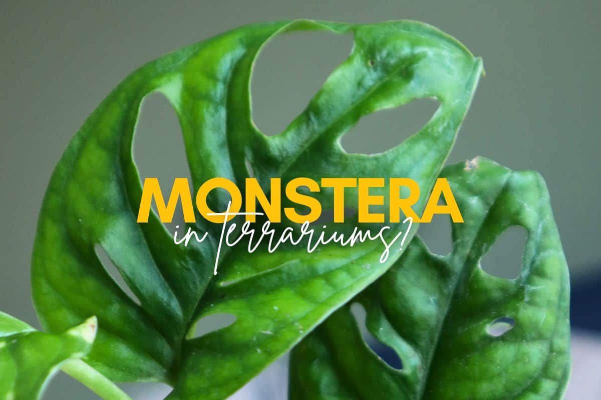 Which Monstera Actually Work in a Terrarium? - Terrarium Tribe